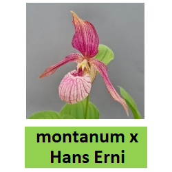 Lauko orchidėja - HardyOrchid® Hybrid XL Cypripedium montanum...