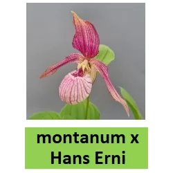 Lauko orchidėja - HardyOrchid® Hybrid XL Cypripedium montanum x HANS ERNI pristatymas spalio viduryje
