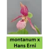 Lauko orchidėja - HardyOrchid® Hybrid XL Cypripedium montanum x HANS ERNI pristatymas spalio viduryje