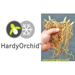 Lauko orchidėja - HardyOrchid® Hybrid XL Cypripedium montanum x HANS ERNI pristatymas spalio viduryje