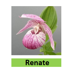 Lauko orchidėja - HardyOrchid® Hybrid XL Cypripedium RENATE...