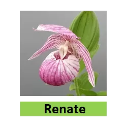 Lauko orchidėja - HardyOrchid® Hybrid XL Cypripedium RENATE pristatymas spalio viduryje