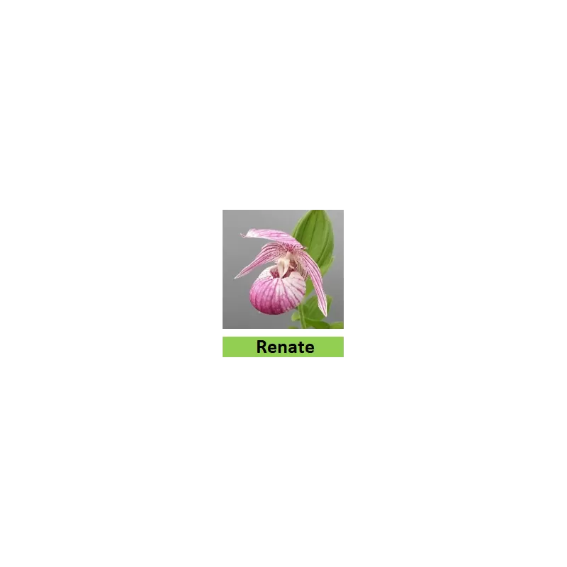 Lauko orchidėja - HardyOrchid® Hybrid XL Cypripedium RENATE pristatymas spalio viduryje Lauko orchidėja - HardyOrchid® Hybrid XL Cypripedium RENATE pristatymas spalio viduryje