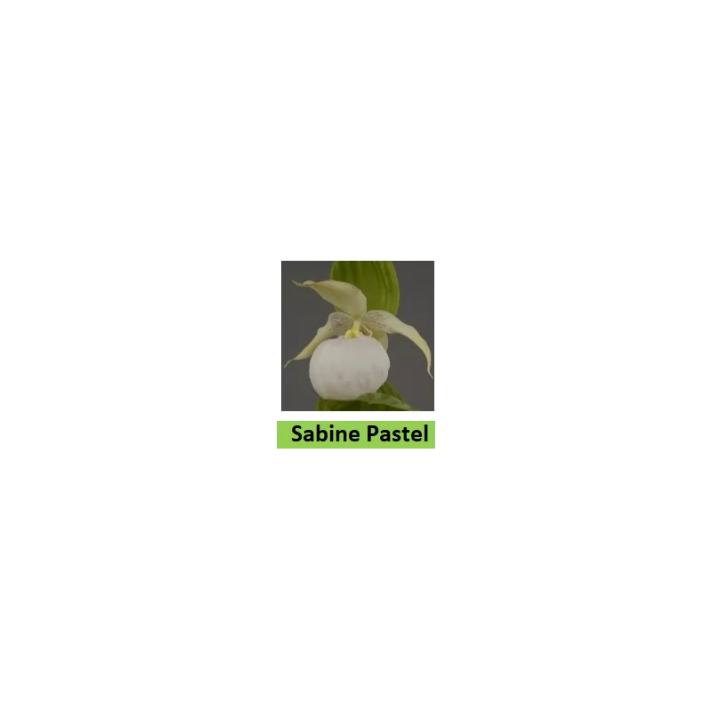 Lauko orchidėja - HardyOrchid® Hybrid XL Cypripedium SABINE PASTEL pristatymas spalio viduryje Lauko orchidėja - HardyOrchid® Hybrid XL Cypripedium SABINE PASTEL pristatymas spalio viduryje