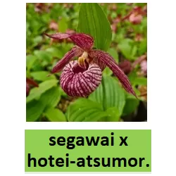 Lauko orchidėja - HardyOrchid® Hybrid XL Cypripedium segawai hotei-atsumor. pristatymas spalio viduryje