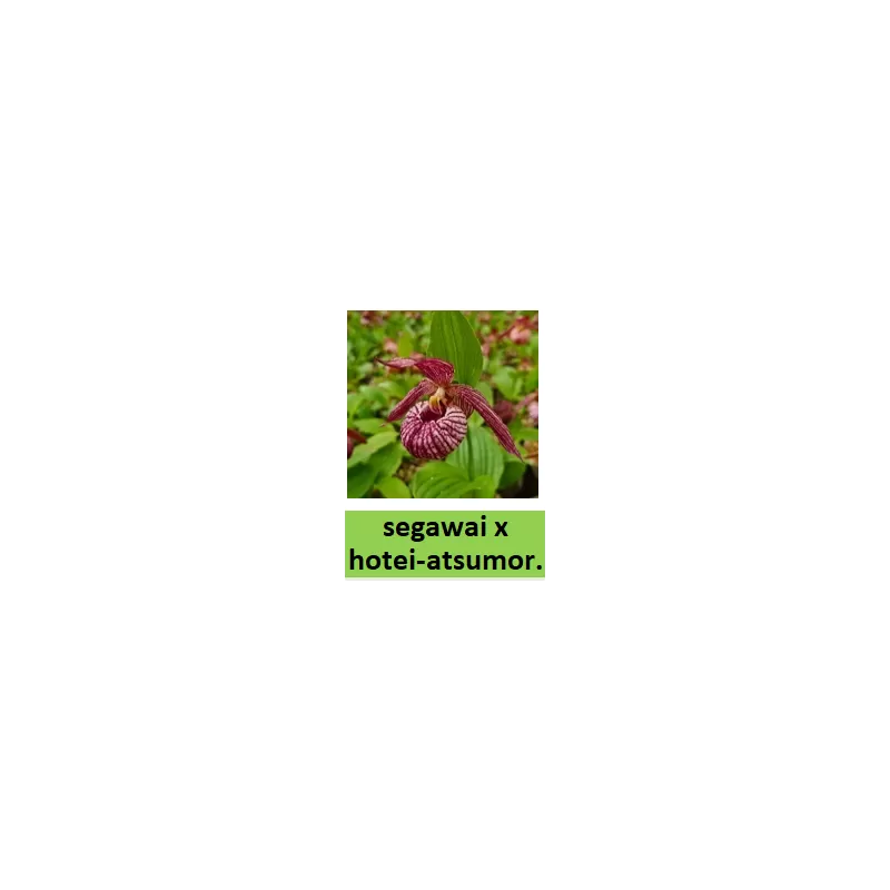 Lauko orchidėja - HardyOrchid® Hybrid XL Cypripedium segawai hotei-atsumor. pristatymas spalio viduryje