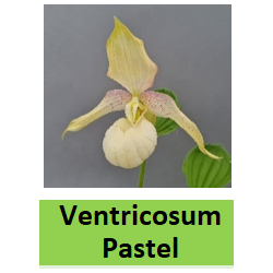 Lauko orchidėja - HardyOrchid® Hybrid XL Cypripedium...