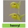 Lauko orchidėja - HardyOrchid® Species L Cypripedium henryi (L) pristatymas spalio viduryje