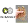 Lauko orchidėja - HardyOrchid® Species L Cypripedium henryi (L) pristatymas spalio viduryje