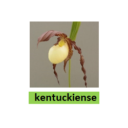 Lauko orchidėja - HardyOrchid® Species L Cypripedium...