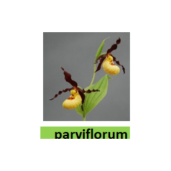 Lauko orchidėja - HardyOrchid® Species L Cypripedium...