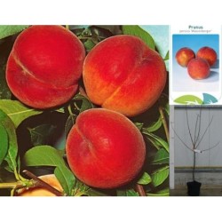Persikas (skiepytas, p. žemaūgis) - Prunus persica...