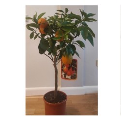 Apelsinmedis (klasikinis apelsinas) - Citrus aurantium sinensis stem30 P24 C4 80-90CM BE VAISIU