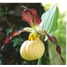 Lauko orchidėja - Frosch® Hybrid Cypripedium Inge 1 pristatymas spalio viduryje
