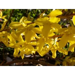 Išankstinis augalų užsakymas internetu