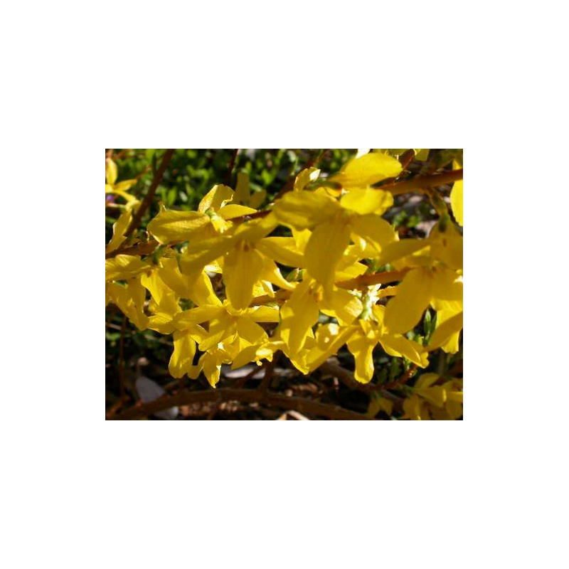 Forzitija - Forsythia x intermedia Minigold (Flojor) P13.7x23/C3 40CM