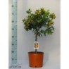 Kinkanas (kalamondinas, citrusinis mišrūnas) - Fortunella obovata Ø22-24, STAM40, 70-95 cm, su vaisiais