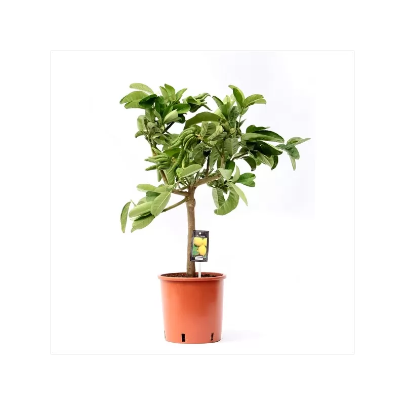 Citrinmedis - Citrus vulcan lemon stam40 22-24Ø 70-95cm