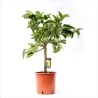Citrinmedis - Citrus vulcan lemon stam40 22-24Ø 70-95cm