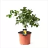Žaliasis laimas - Citrus limegreen stam40 22-24Ø 70-95cm