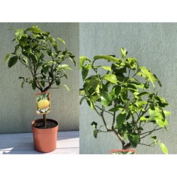 Greipfrutas – Citrus paradisii GRAPEFRUIT