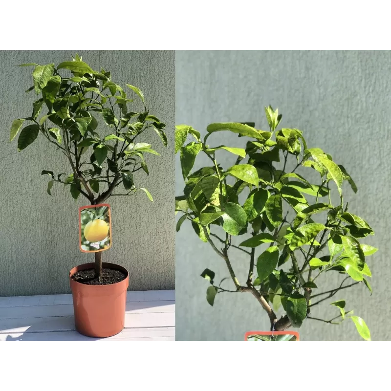 Greipfrutas – Citrus paradisii GRAPEFRUIT Greipfrutas – Citrus paradisii GRAPEFRUIT