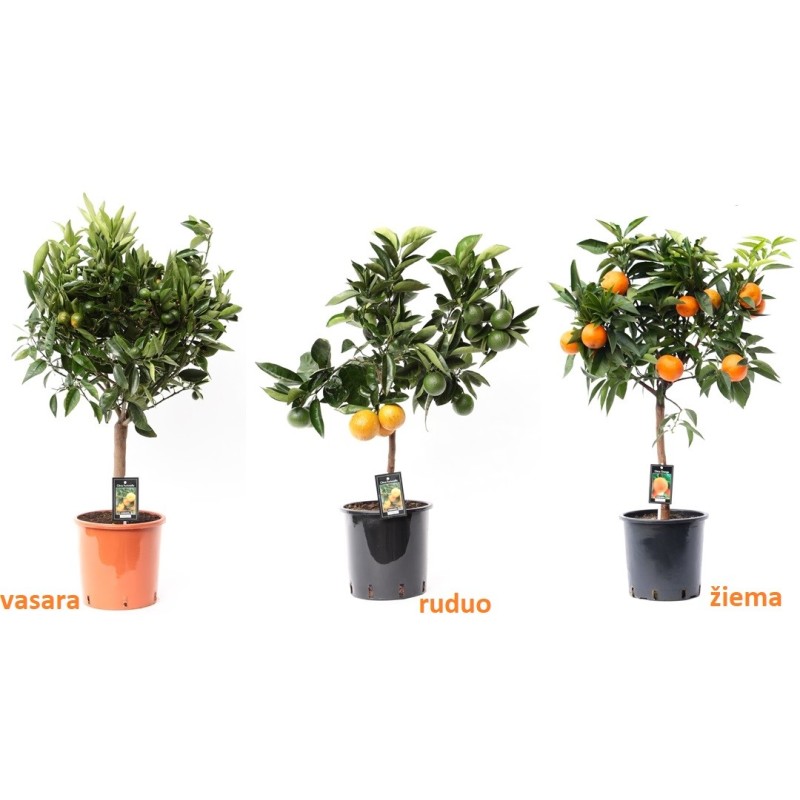 Apelsinmedis (citrusas - apelsinas) medelio forma - Citrus aurantium sinensis (orange) on stem 22Ø 85cm su vaisiais