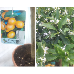 Kinkanas medelio forma - Citrus margarita KUMQUAT c10 stem30 su šimtu žiedų ir užmegztais vaisiais gyva foto 2022-09-12