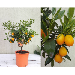 Kinkanas medelio forma - Citrus margarita KUMQUAT c10 stem30 su šimtu žiedų ir užmegztais vaisiais gyva foto 2022-09-12
