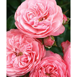 Rožė - Rosa Rose Meilove (Meimilarn, Sunblaze) P21C4 3METAI