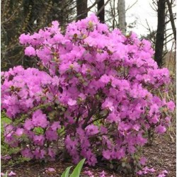 Rododendras (PJM hibridas) - Rhododendron minus var. minus...