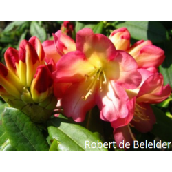 Rododendras - Rhododendron Robert de Belder P17C2 20+CM