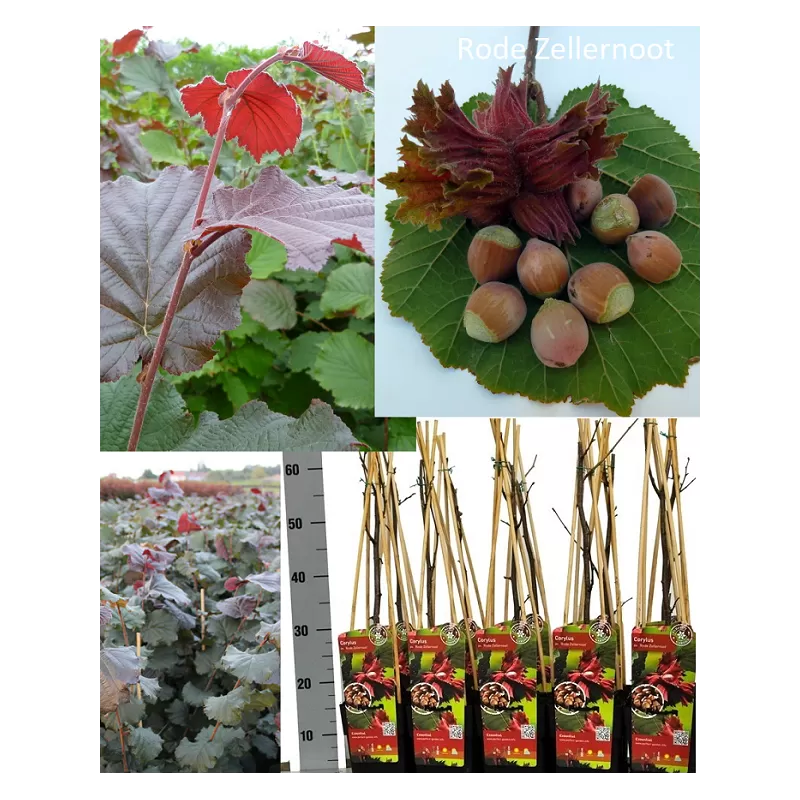 Lazdynas - Corylus avellana ROTBLATTRIGE ZELLERNUSS