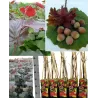 Lazdynas - Corylus avellana ROTBLATTRIGE ZELLERNUSS
