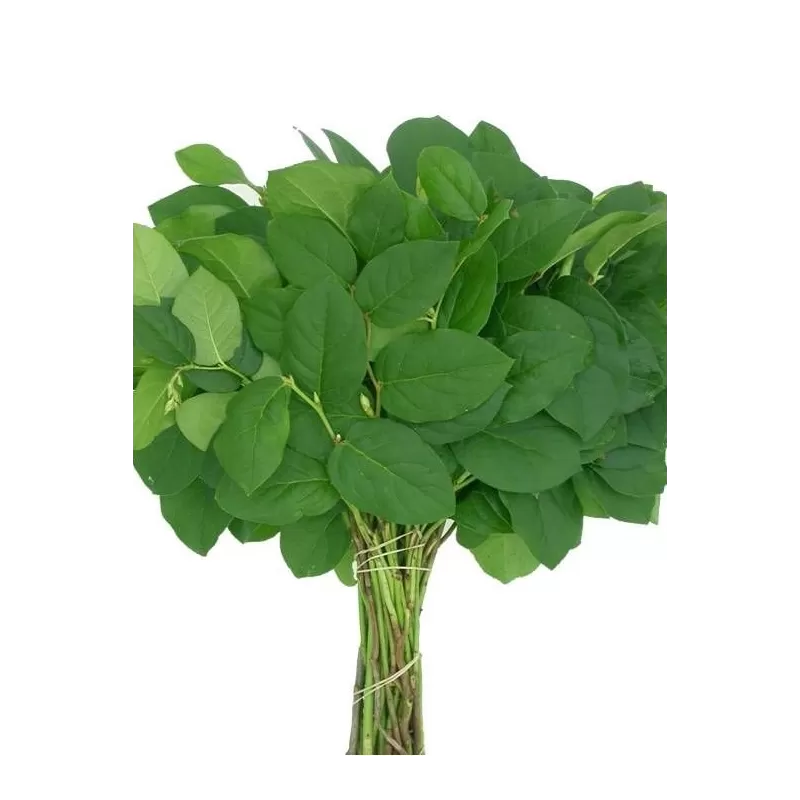 Žaluma - Salal tips x25