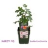 Skiautėtalapis fikusas (figmedis) - Ficus carica HARDY FIG P13 su fotoetikete (gyva foto)    UŽSAKYMAS 2022 m.