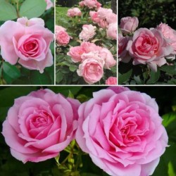 Rožė - Rosa (H) Prairie Joy