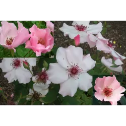 Rožė - Rosa DAINTY BESS