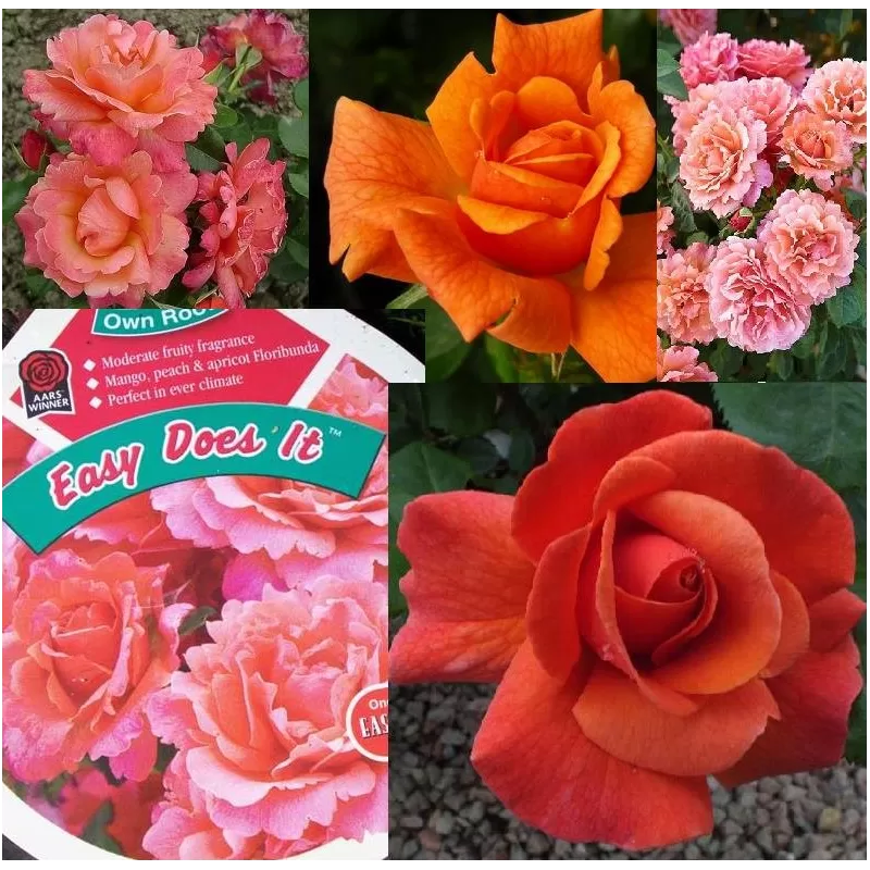 Rožė - Rosa Easy Does It (Harpageant)