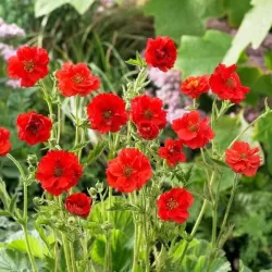 Raudonžiedė žiognagė - Geum coccineum Blazing Sunset C1.5P14