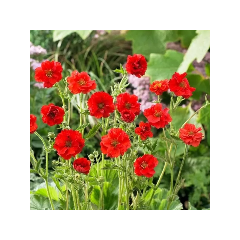 Raudonžiedė žiognagė  - Geum coccineum  Blazing Sunset C1.5P14