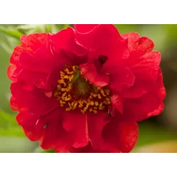 Raudonžiedė žiognagė  - Geum coccineum  Blazing Sunset C1.5P14