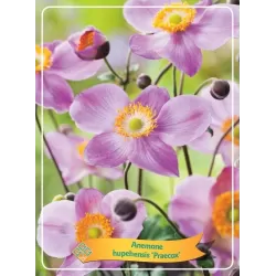 Plukė - Anemone hupehensis Splenden