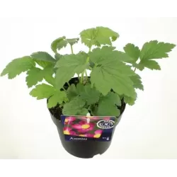 Plukė - Anemone hupehensis Splenden