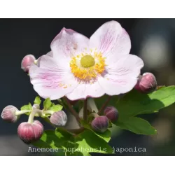 Plukė - Anemone hupehensis Splenden