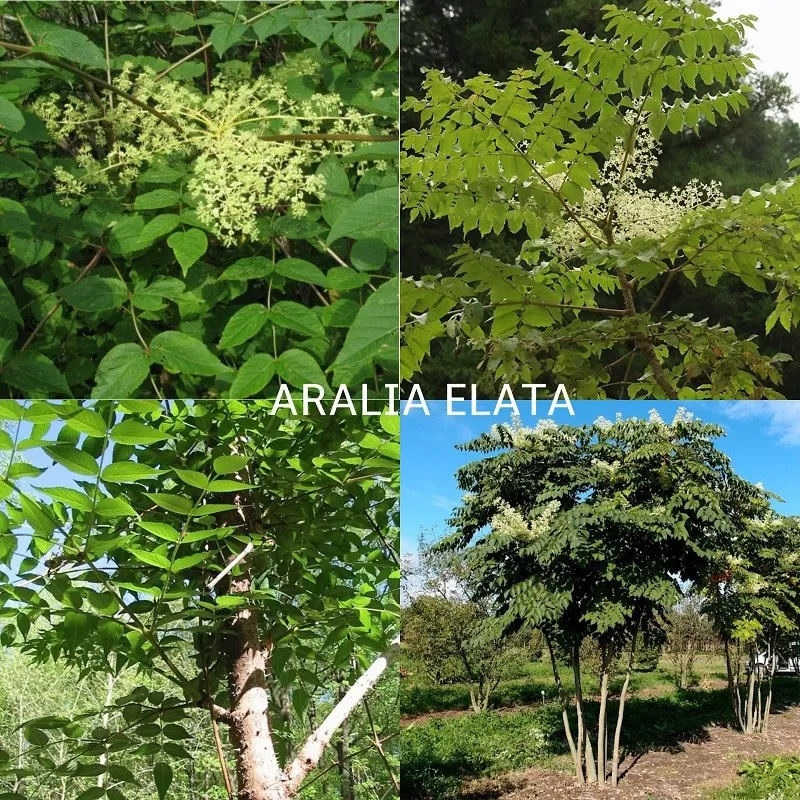 Aralia elata