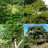Aukštoji aralija - Aralia elata