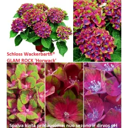 Darželinė hortenzija - Hydrangea macrophylla SCHLOSS WACKERBARTH ®