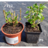 Hydrangea macrophylla SCHLOSS WACKERBARTH ®
