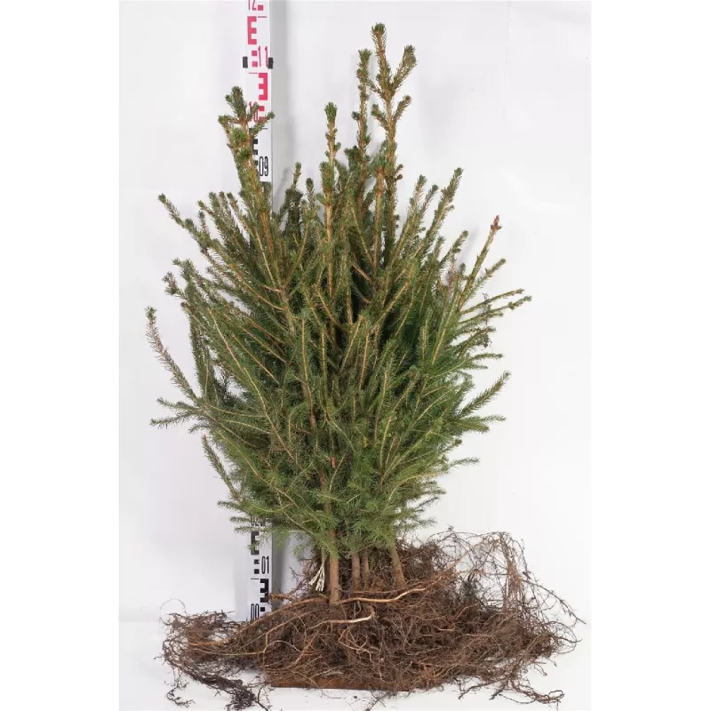 Užsisakyk augalus pavasariui jau dabar